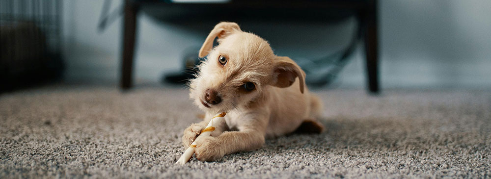 Showcase your Animal Care business to local customers.